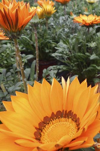 Floravie jardinerie de producteurs animalerie décoration plantes intérieur plantes extérieur Jardinerie Floravie à Valréas marché aux fleurs