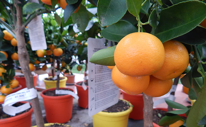 Planter les arbres fruitiers jardinerie Valréas accessoires décoration intérieur vaucluse
