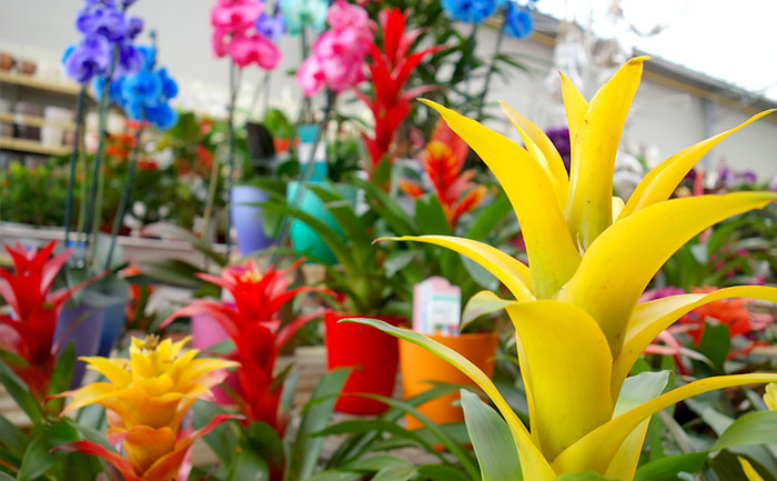 Que faire au jardin en décembre ? jardinerie Valréas accessoires décoration intérieur vaucluse